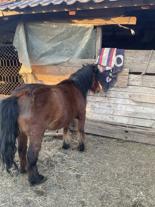 De vânzare poneița gasdanda