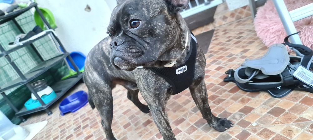 Ham CURLI mărimea Jack Russel