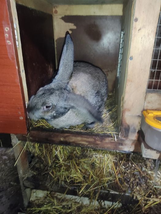 Продам крольчат Великана