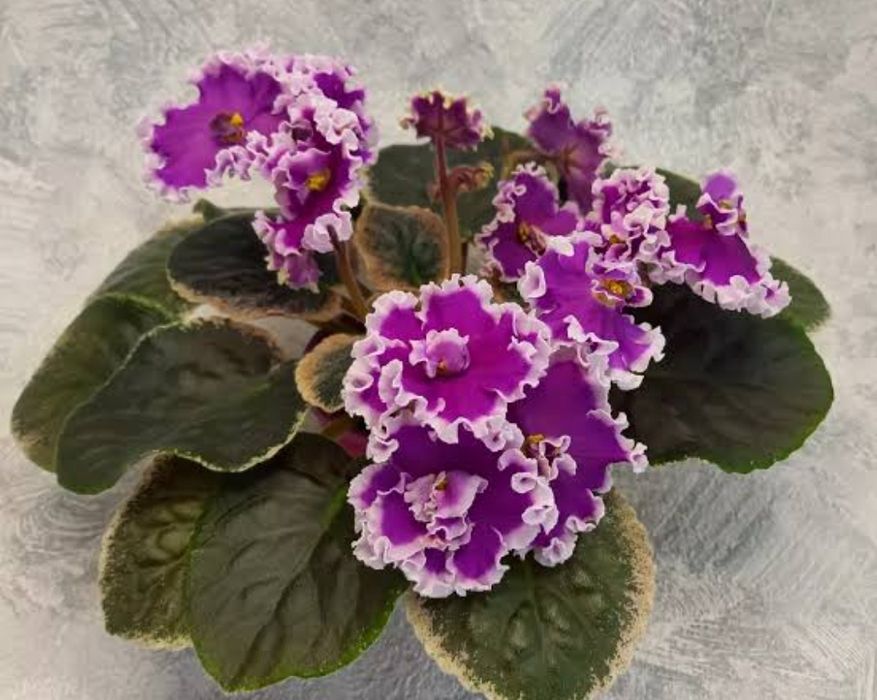 Фиалки. Набор листов