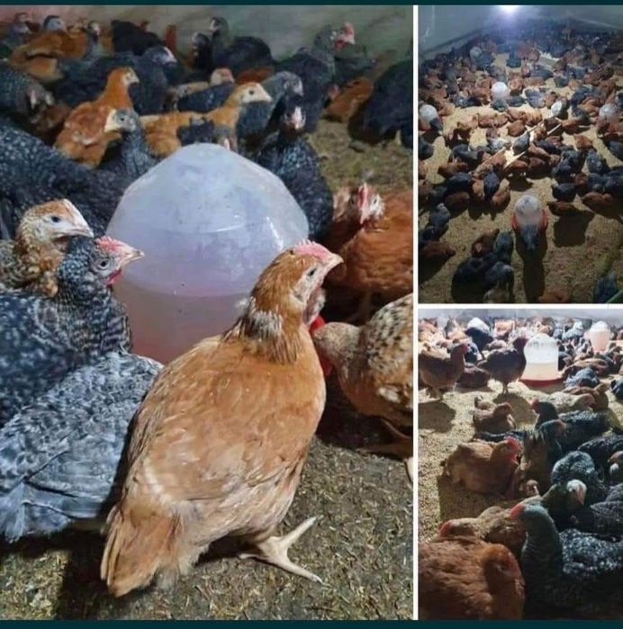 Vand pui de carne si rasa mixta