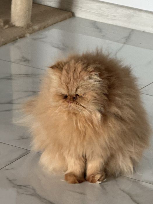 Donez mascul pisica persana