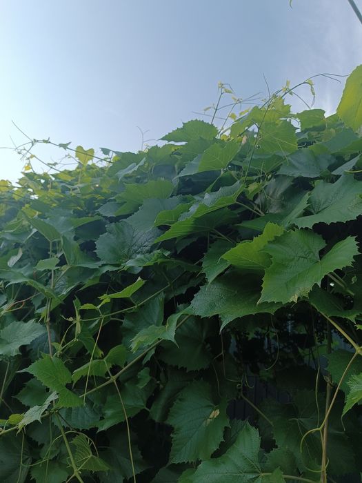Продам виноградные листья