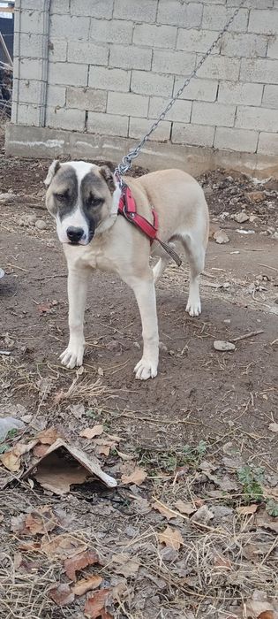 7 oylik kuchik yev ichishi zor judayam yuvosh judayam erkatoy