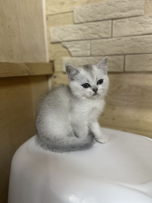 Шиншиллы котята