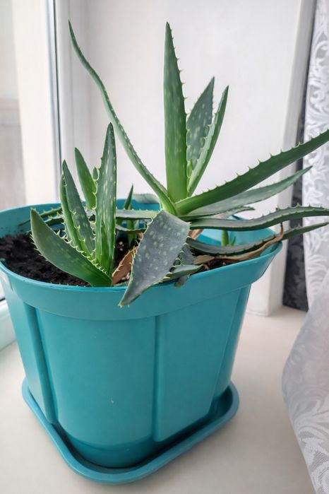 Продам Цветы комнатные