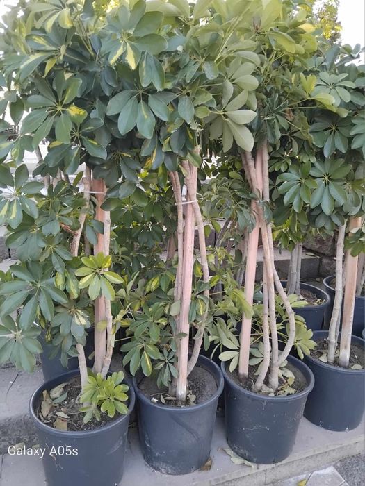 Продавам Шефлера / Schefflera 10 годишна, 170 см. височина, 10 броя