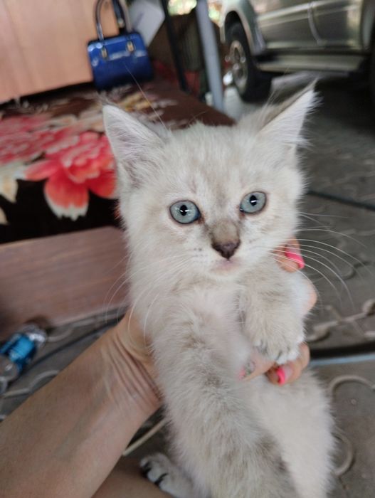 Подарю хороших  котят
