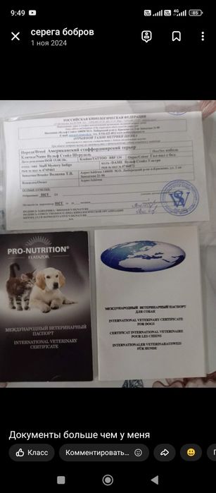 Стаффорд 4года с