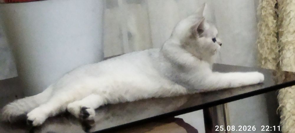 Срочно продается котенок