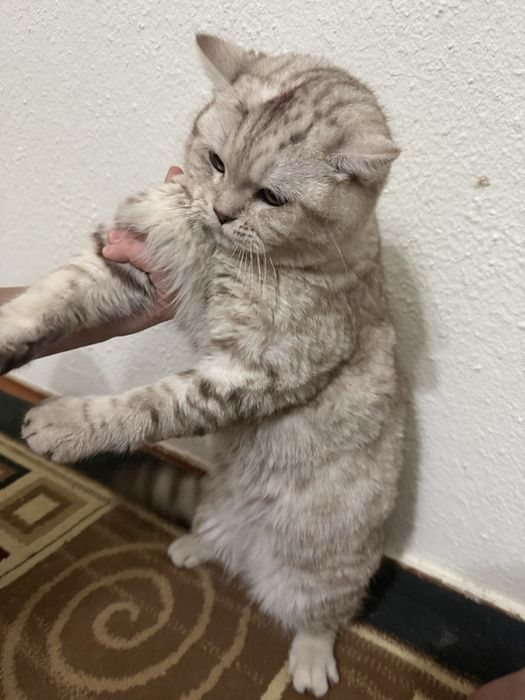 Вязка скотиш страйт