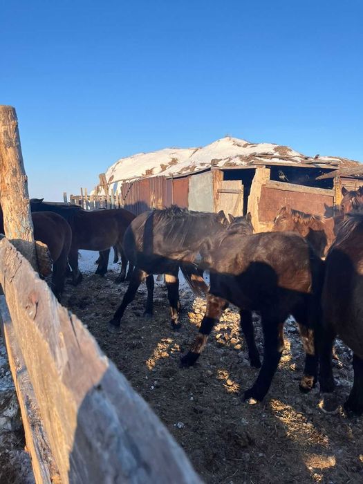 Сатылады 2 буаз бие