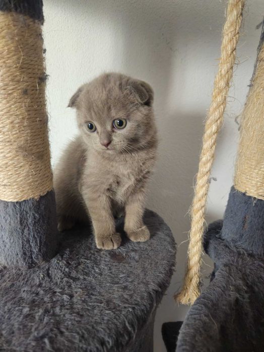 Motanel Scottish Fold Medias • OLX.ro