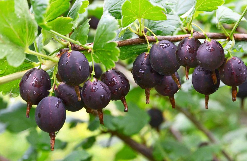 Продаю саженцы смородины