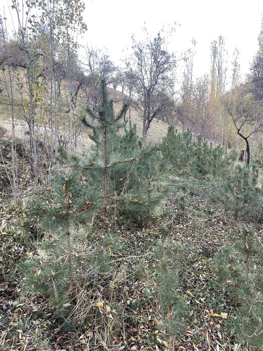 Арча кучатлари сотилади