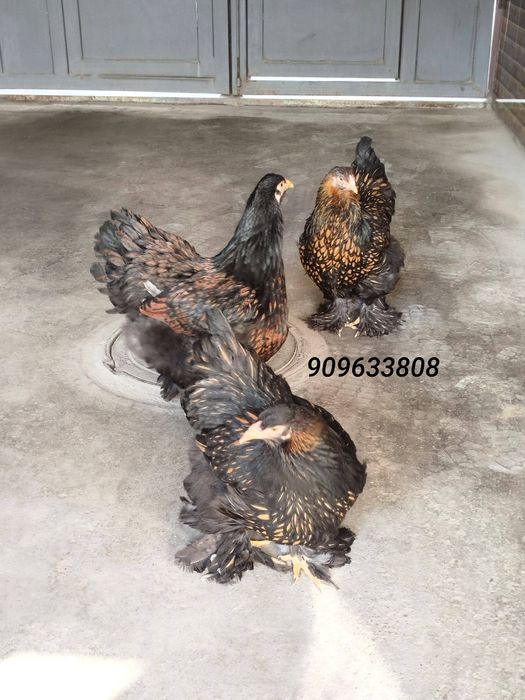 BRAMA Zolota tovuq 450000donasi