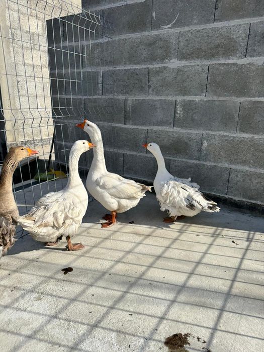 Ouă  gâște crețe , colos și rațe ciocolatiu