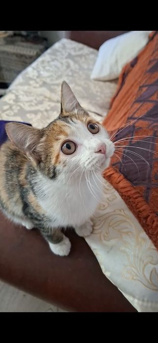 Чудо котенок девочка в добрые руки!