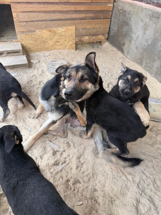 Щенки восточноевропейская овчарка