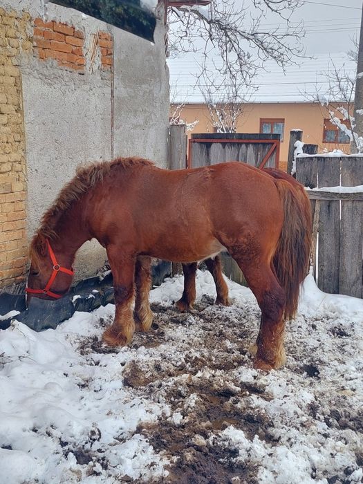 Cai tineri de vânzare