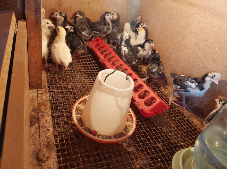 Колдын жумырткасы