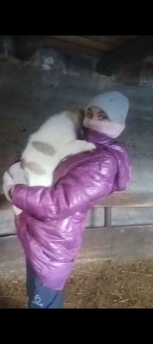 Продаются щенки САО