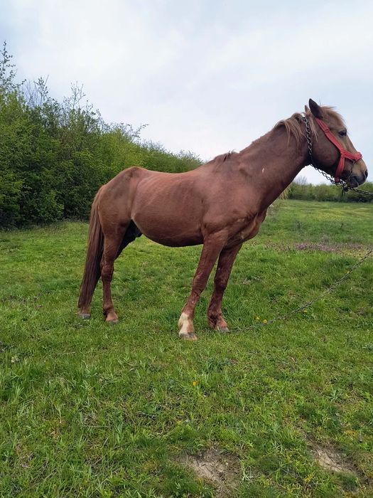 Armăsar de vânzare