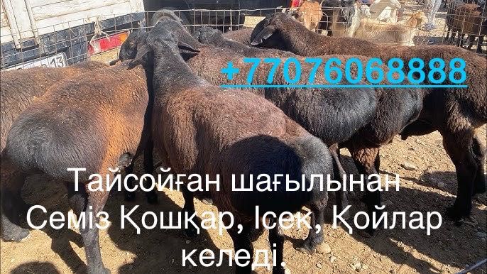Сиыр, корова, қой, баран