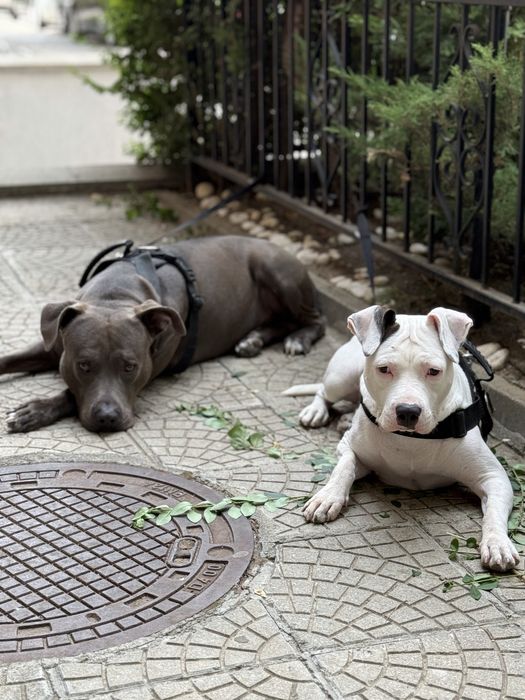 Америкаски стаффордширски териерчета