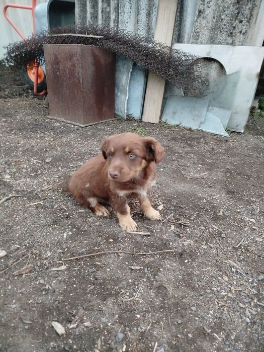Подарю двух красивых щенков девочек.