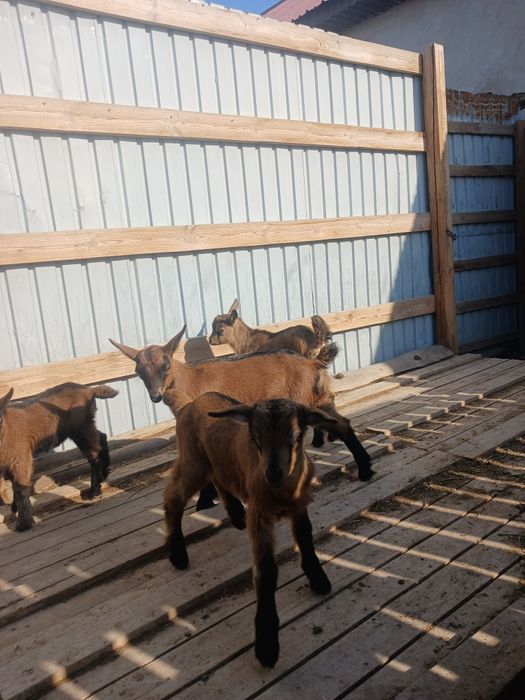 Ешкі сүті, құрт-майы сатылады.