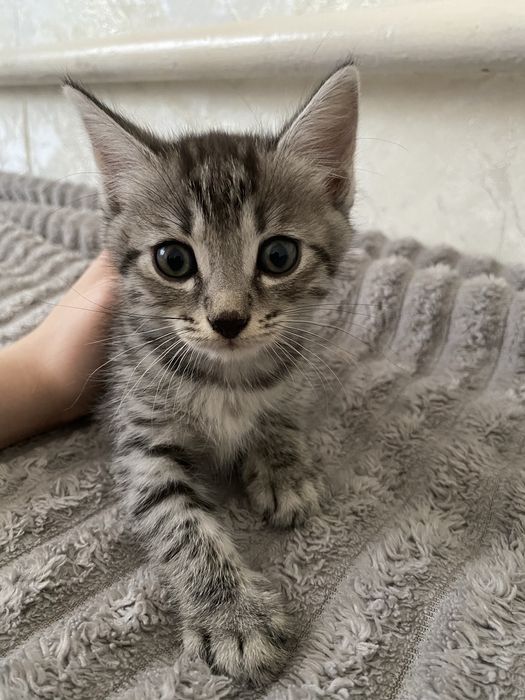 Отдам котят даром
