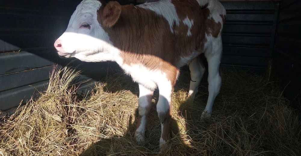 Продам телят. От 10 дней до 1 месяца