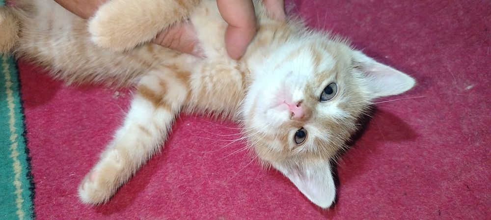 Домашний котёнок мальчик
