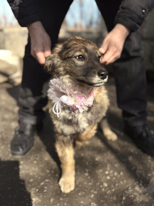 Нежная девочка щенок