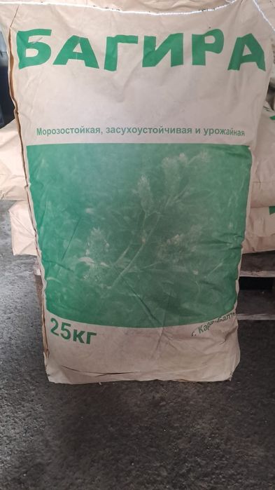 Продам семена луцерны сорт БАГИРА