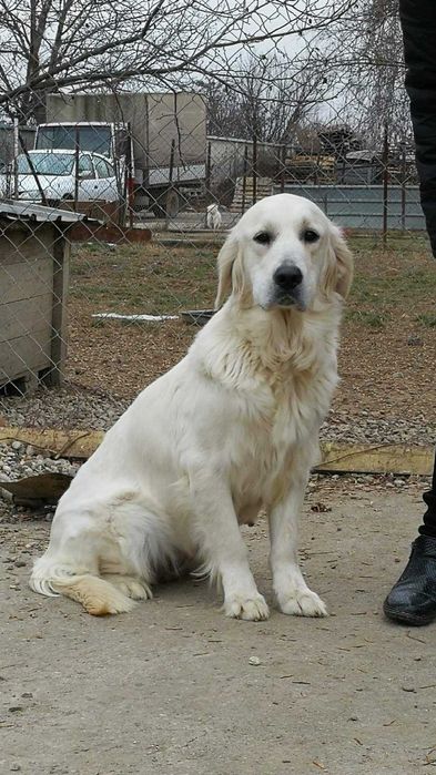 Голдън ретривър мъжки и женски