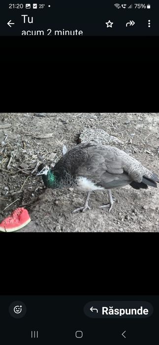 Pereche pauni mascul 4 ani femela 3 ani