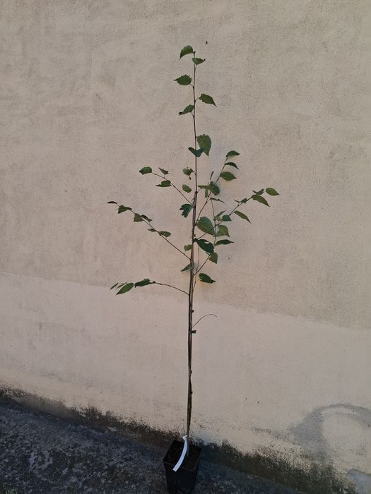 Бяла бреза в саксия