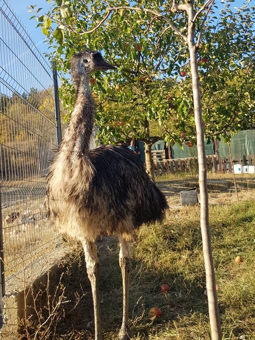 Vand strut emu mascul