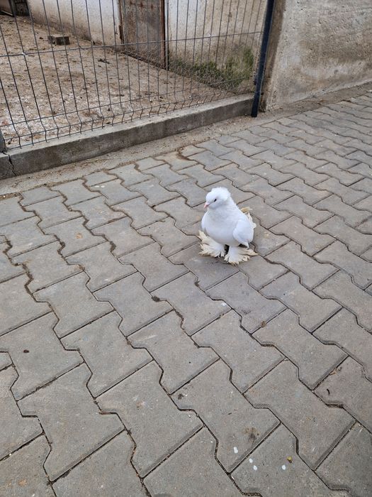 Porumbei urias maghiari voiajori stil vechi ,indian