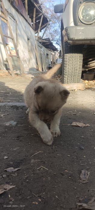 Одам щенят щенят