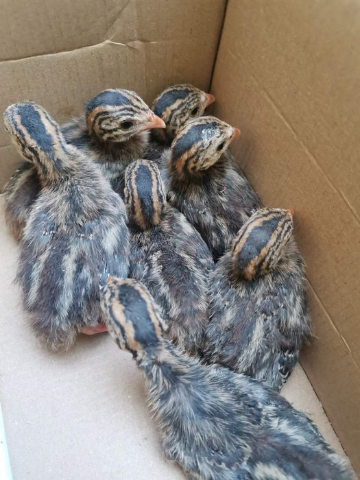 Фазани, токачета, качулати юрдечета