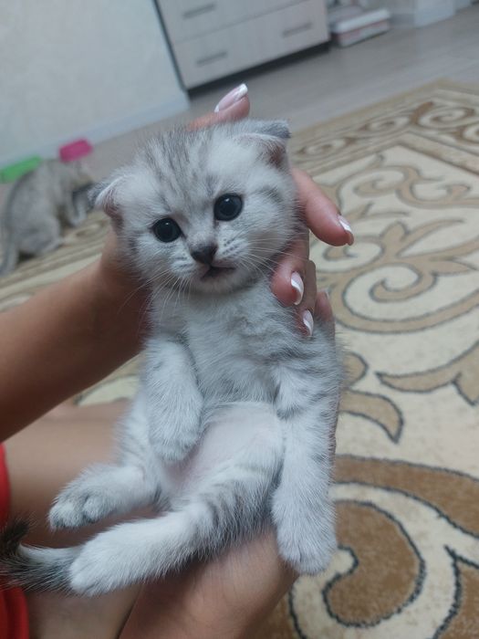 Продам шотландских котят