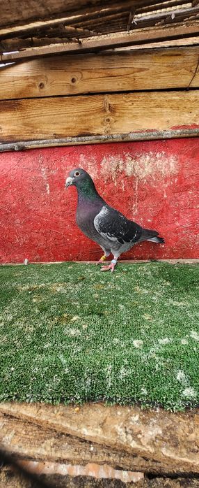 Porumbei voiajori lot 20 buc