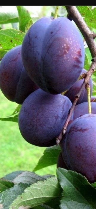 Продам саженцы плодовых деревьев