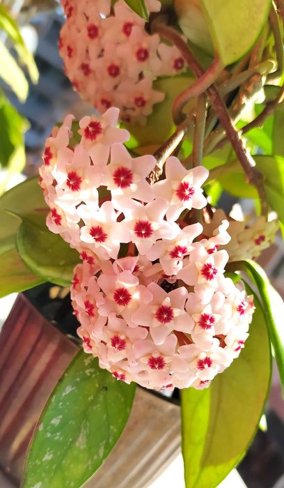 Ароматна ХОЯ - ВОСЪЧЕ