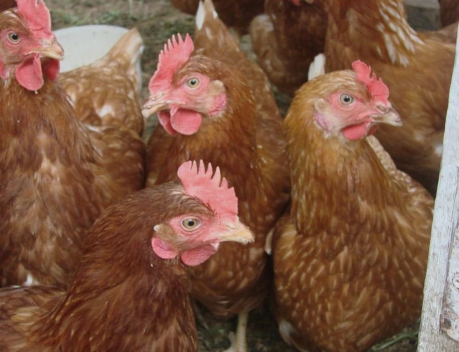 Куры несушки Ломан Браун