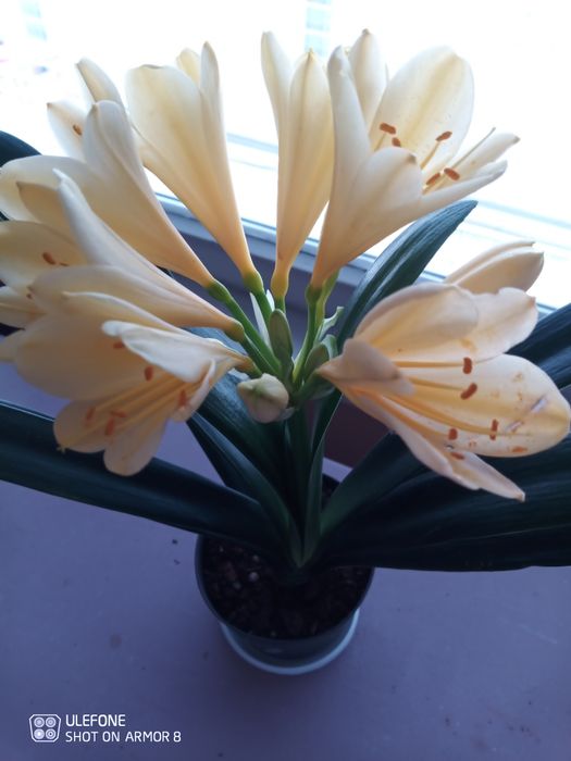 Продавам жълта кливия. Алое Arborescens и Алое Barbadensis
