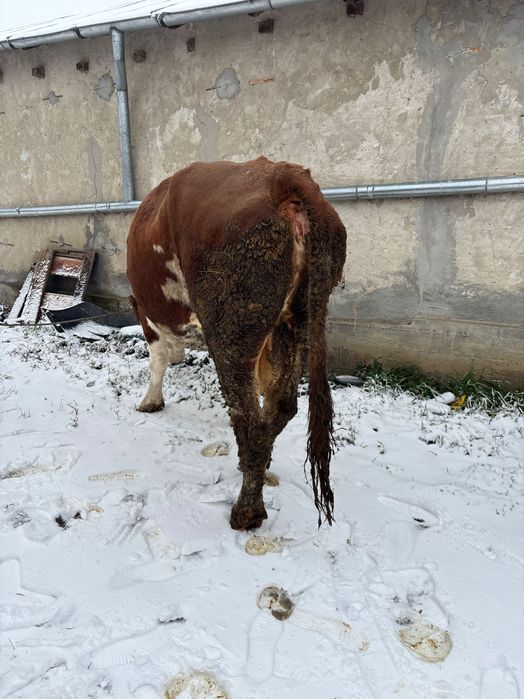 Vand vacă alb cu roșu